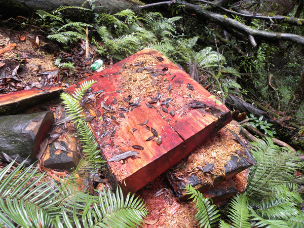 中緬共同研討生物多樣性保護問題