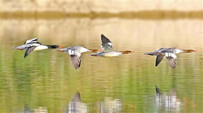 檢驗濕地質量的標志物種中華秋沙鴨光臨溫州