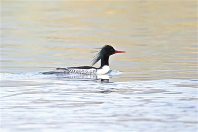 檢驗濕地質量的標志物種中華秋沙鴨光臨溫州