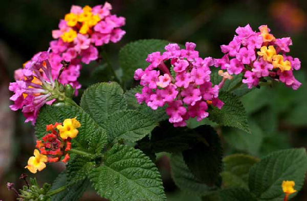 植物抗蟲性:打造最完美的“防御措施”