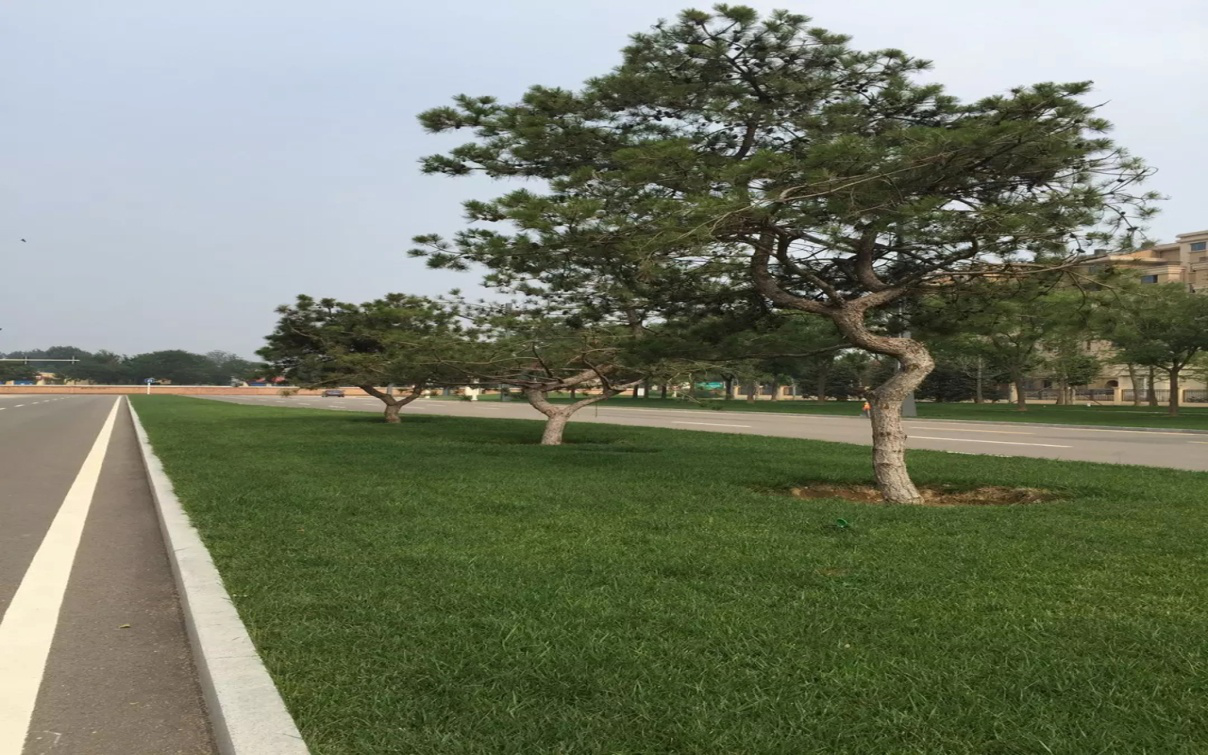 熱烈祝森源達園林成為CHLA理事單位