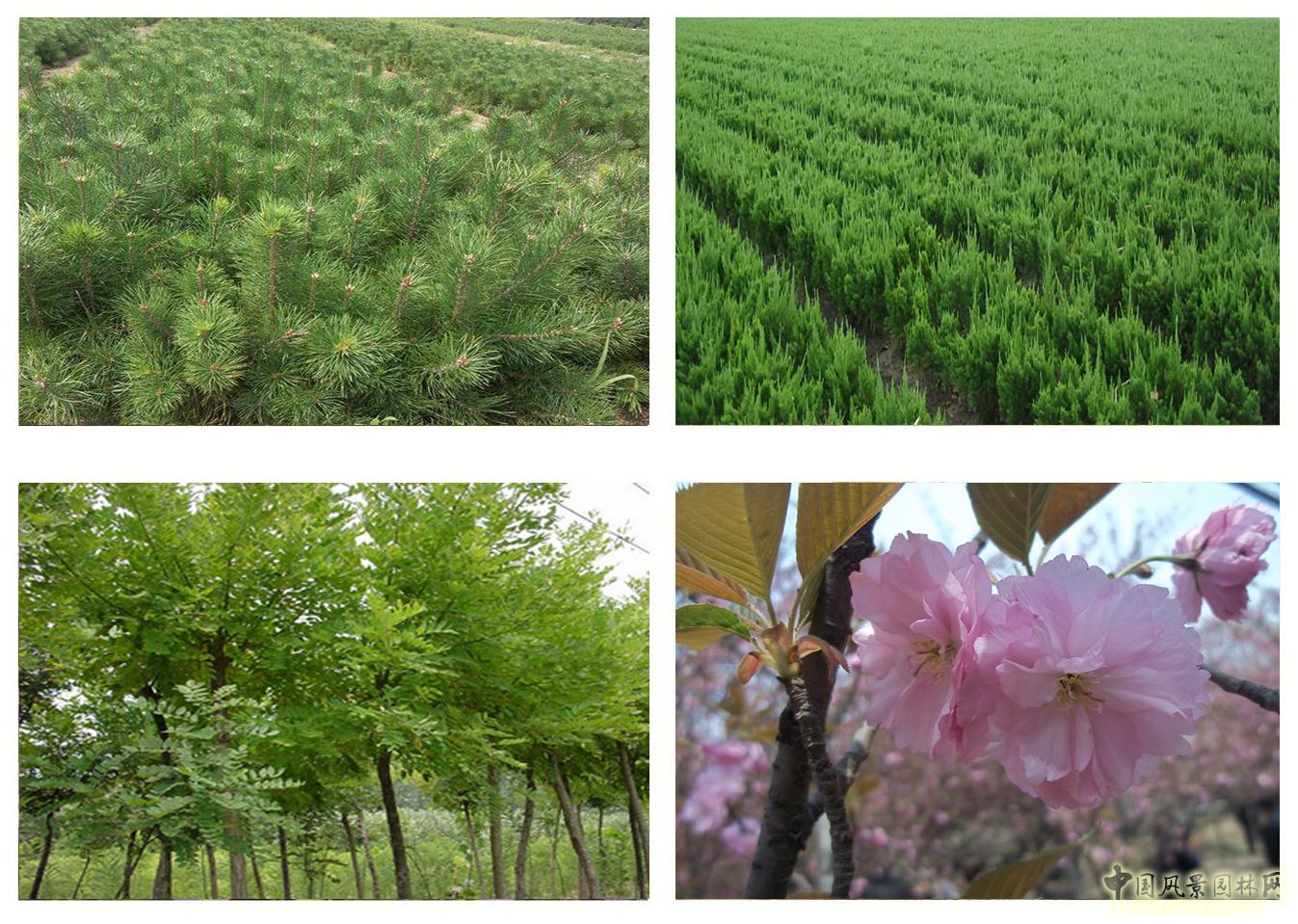 熱烈祝森源達園林成為CHLA理事單位