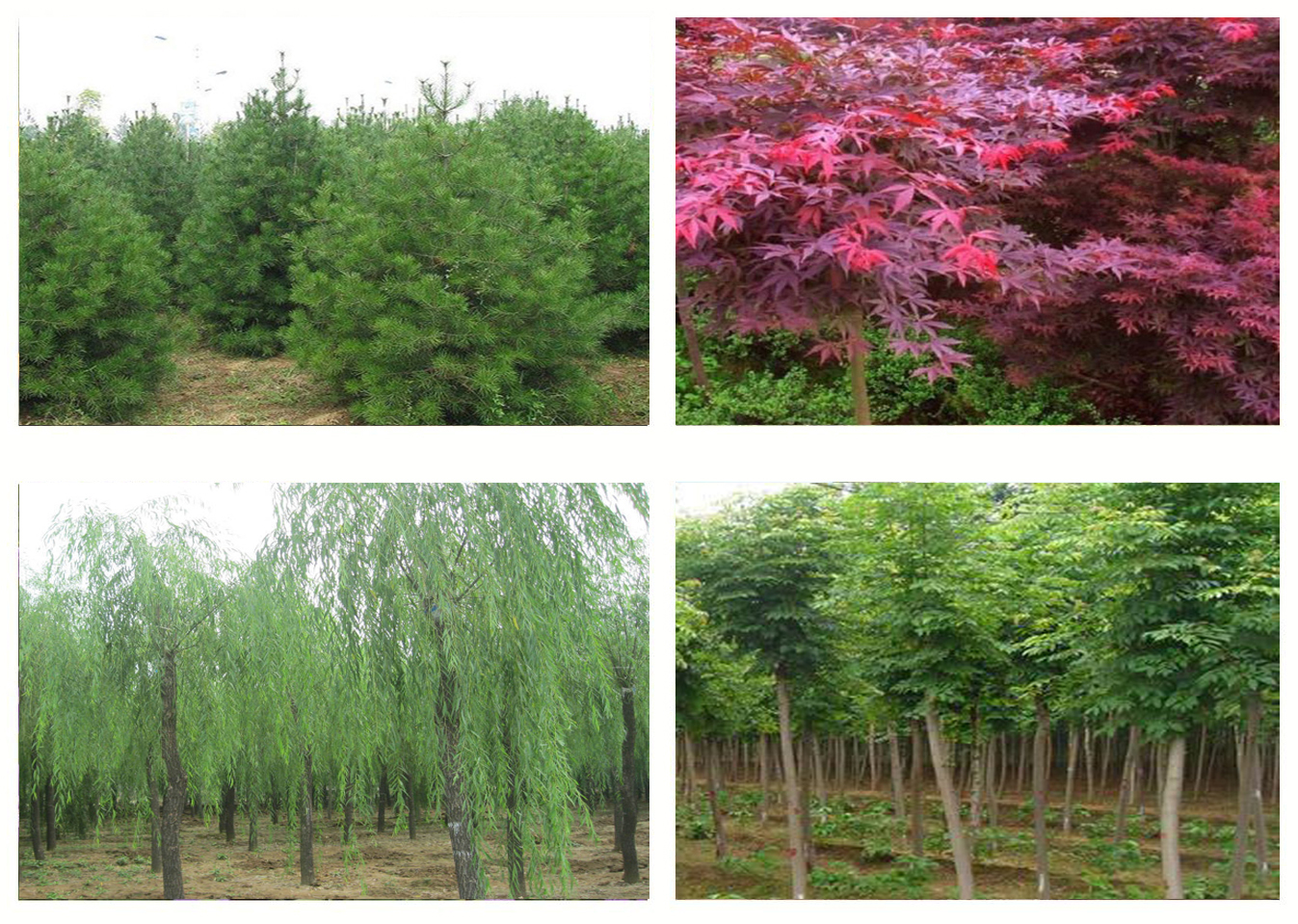 熱烈祝森源達園林成為CHLA理事單位