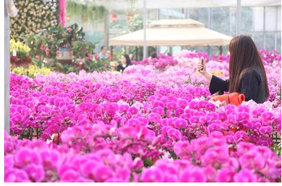 火爆花卉市場推熱2017傳化國際蘭展