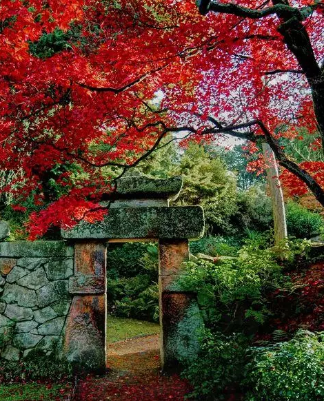 園林鑒賞:日本庭院中的美學禪意