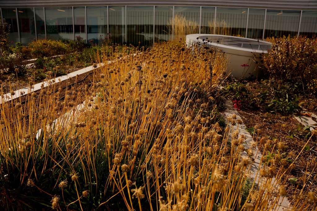 美國GaryComer青年活動中心綠色屋頂