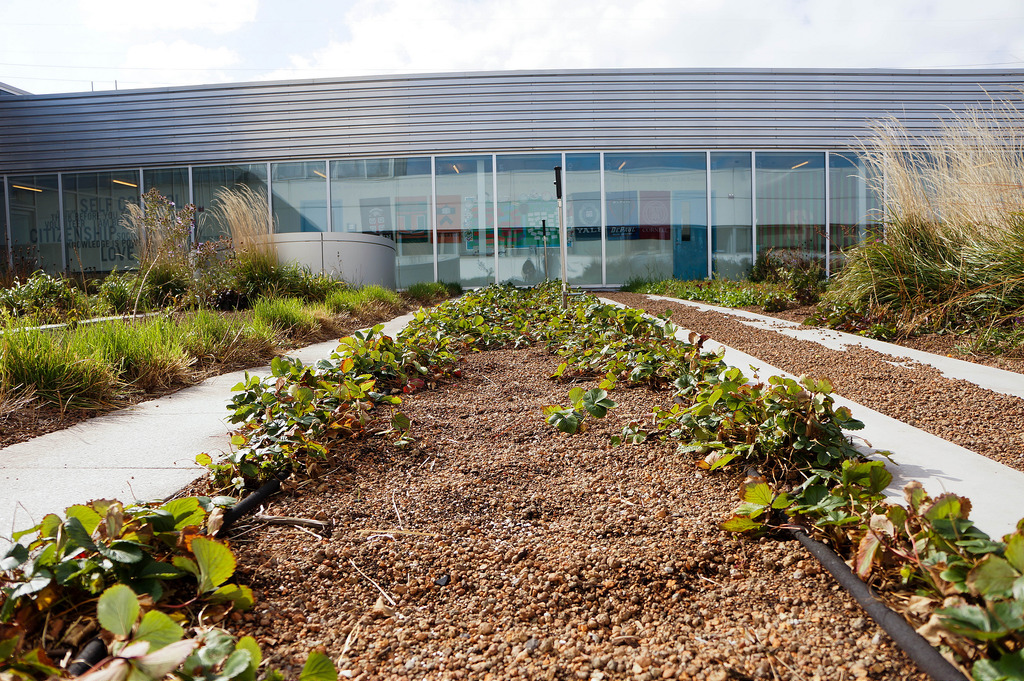 美國GaryComer青年活動中心綠色屋頂