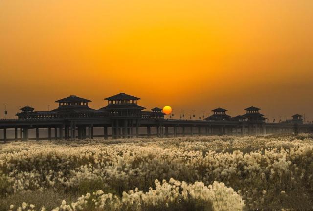 冬日周邊尋美景 渭河濕地蘆葦蕩美翻天