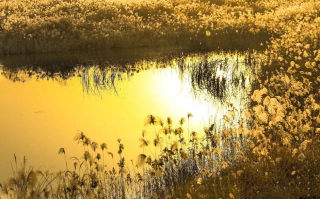 冬日周邊尋美景 渭河濕地蘆葦蕩美翻天