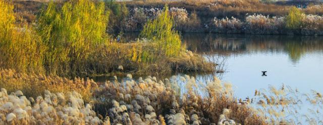 冬日周邊尋美景 渭河濕地蘆葦蕩美翻天