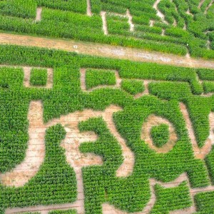 意大利威尼斯一個臨時性的玉米迷宮