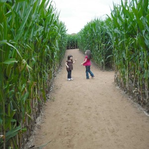 意大利威尼斯一個臨時性的玉米迷宮