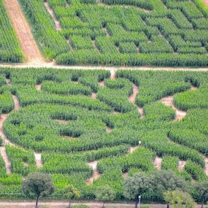 意大利威尼斯一個臨時性的玉米迷宮