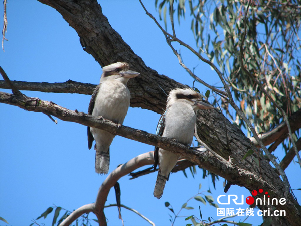 澳大利亞國家公園建設的啟示