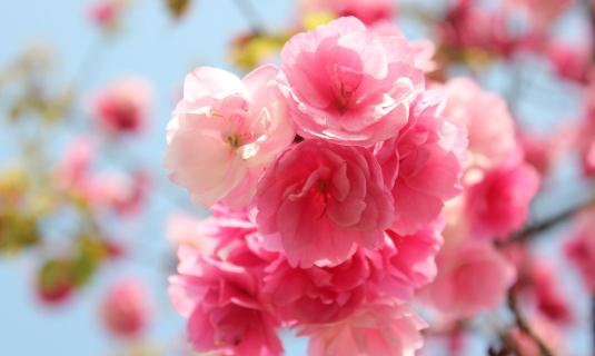 客廳擺放什么花好？教你用花卉裝飾客廳 