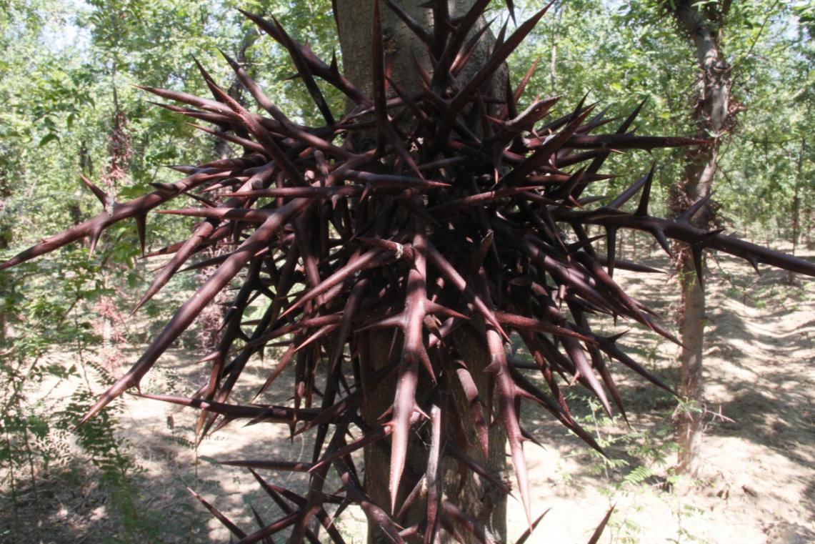 兩個皂莢新品種被授予國家植物新品種權