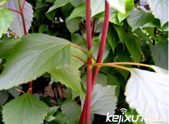 植物知識：中國入侵植物盤點