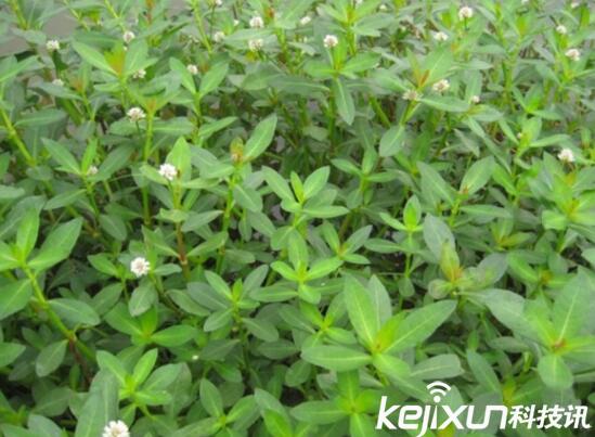 植物知識：中國入侵植物盤點