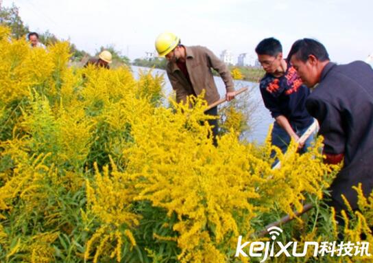 植物知識：中國入侵植物盤點