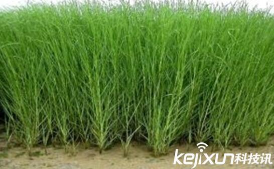 植物知識：中國入侵植物盤點