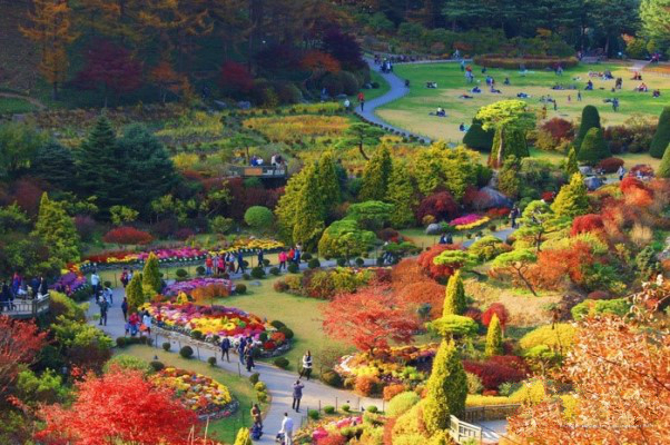 京畿道加平晨靜樹木園——賞楓賞菊的誘惑