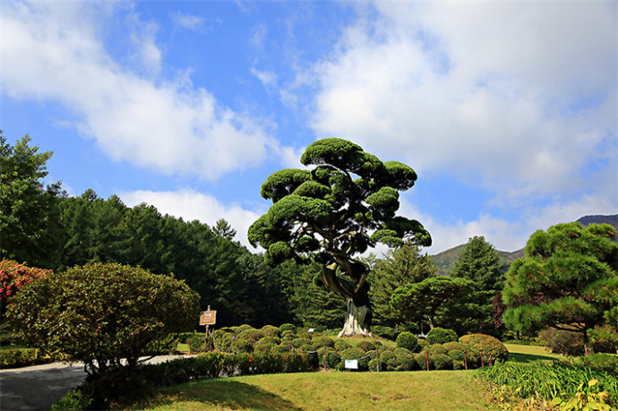 京畿道加平晨靜樹木園——賞楓賞菊的誘惑