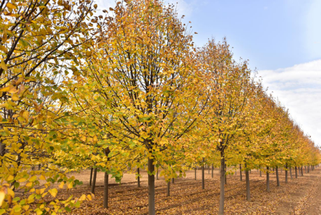 恭賀燕園農(nóng)業(yè)成為中國風(fēng)景園林網(wǎng)理事單位