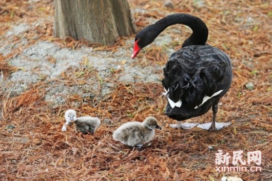 辰山植物園新年首窩2只黑天鵝寶寶出生