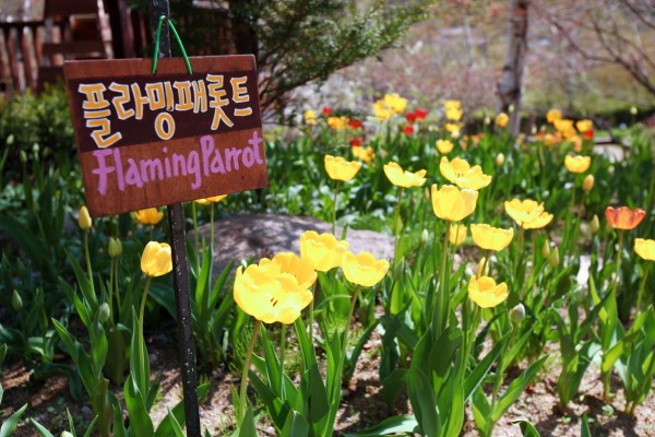 締造通話——韓國香草王國農園