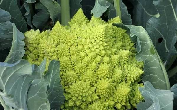 斐波那契花菜,植物也有數學秘密