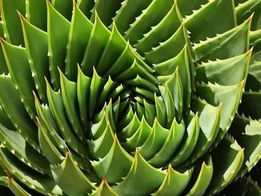 斐波那契花菜,植物也有數學秘密