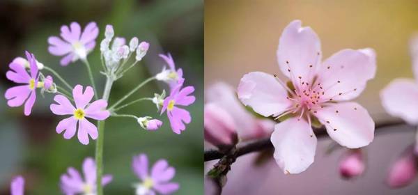 斐波那契花菜，植物也有數(shù)學秘密