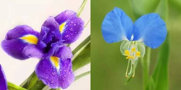 斐波那契花菜，植物也有數(shù)學秘密