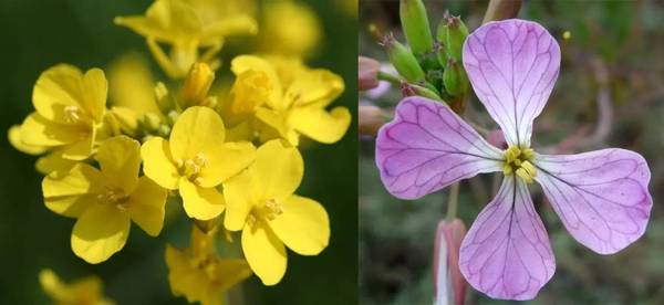斐波那契花菜，植物也有數(shù)學秘密