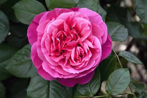 斐波那契花菜，植物也有數(shù)學秘密