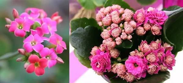 斐波那契花菜,植物也有數(shù)學秘密