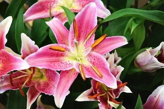 斐波那契花菜,植物也有數(shù)學秘密