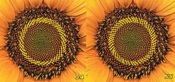 斐波那契花菜,植物也有數(shù)學秘密