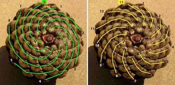 斐波那契花菜,植物也有數學秘密