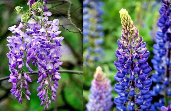 斐波那契花菜,植物也有數學秘密