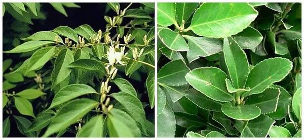 斐波那契花菜,植物也有數學秘密