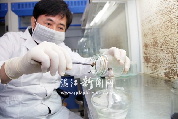 撩開實驗室里育種的神秘面紗