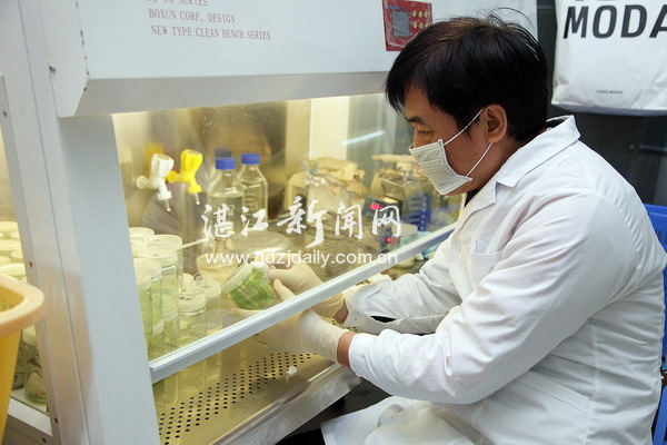 撩開實驗室里育種的神秘面紗