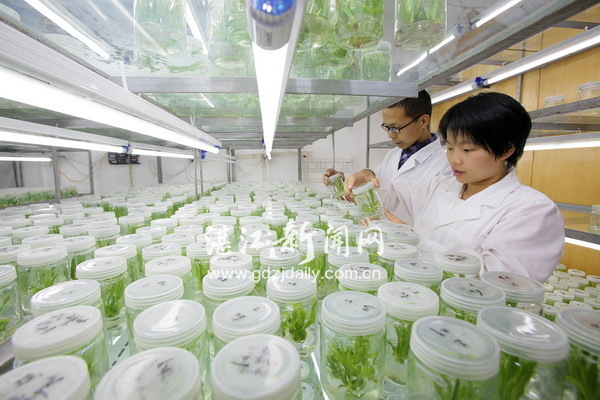 撩開實驗室里育種的神秘面紗