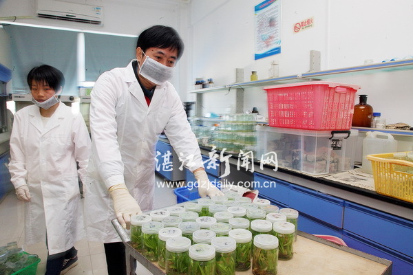 撩開實驗室里育種的神秘面紗