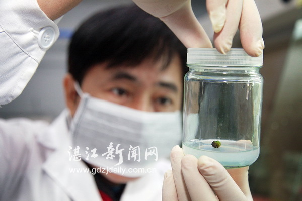 撩開實驗室里育種的神秘面紗