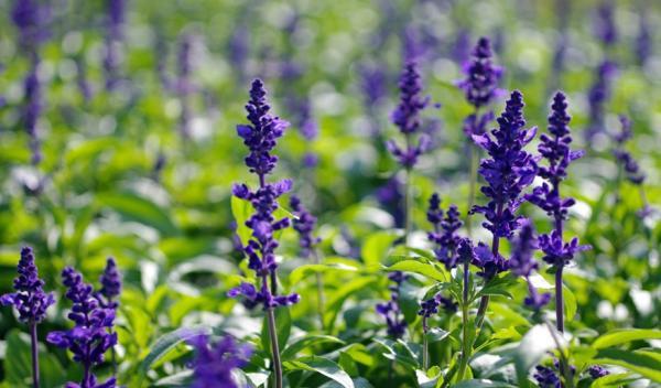 12生肖都有對應(yīng)的幸運植物