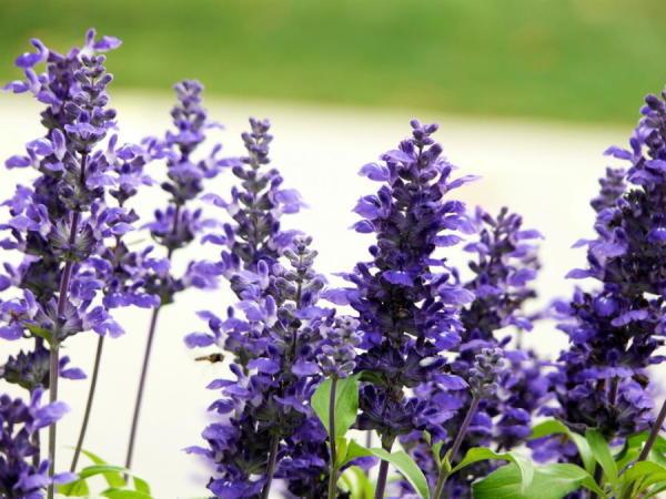 12生肖都有對應(yīng)的幸運植物