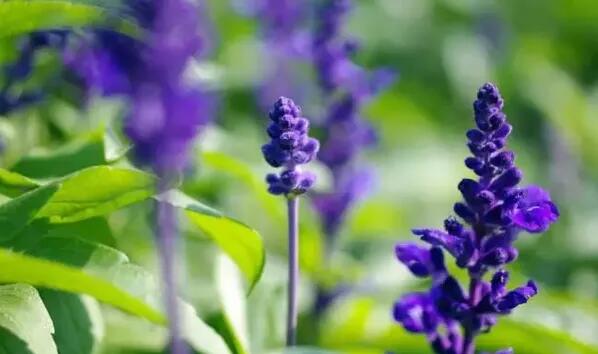 12生肖都有對應(yīng)的幸運植物