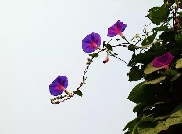 12生肖都有對應的幸運植物